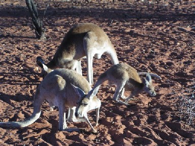 Kangaroo family.
