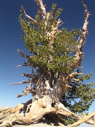 The 1500-2000 year old Wally Waldon tree.