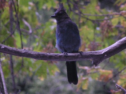 Steller's Jay, 2005.