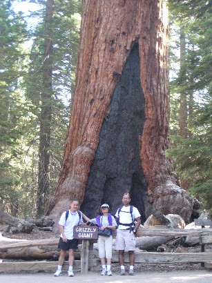 The Grizzly Giant, 2005.