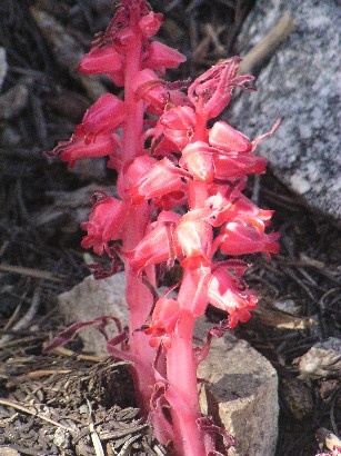 The saprophytic snowflower.