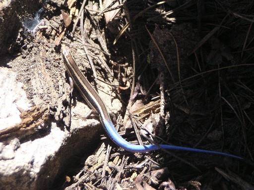 Juvenile western skink.