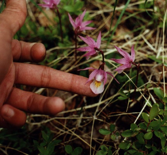 A lucky find, Calypso orchids.
